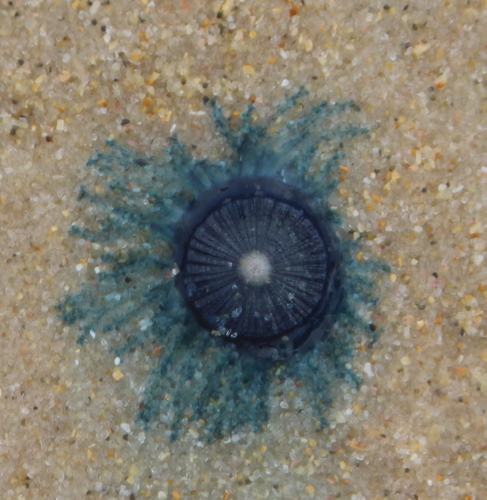 photo of Blue Button (Porpita porpita)