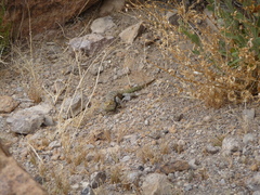 Sceloporus uniformis