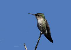 Mellisuga minima
