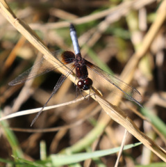 Erythrodiplax justiniana