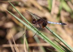 Erythrodiplax justiniana