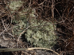 Cladonia evansii