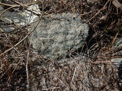 Cladonia evansii