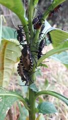 Spartocera alternata