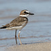 Charadrius wilsonia - Photo (c) guyincognito,  זכויות יוצרים חלקיות (CC BY-NC), uploaded by guyincognito