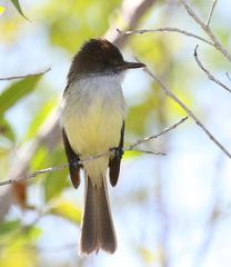 Myiarchus barbirostris