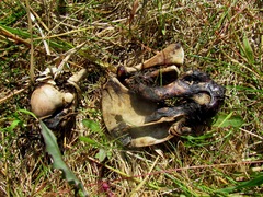 Pusa hispida hispida