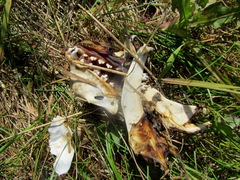 Pusa hispida hispida