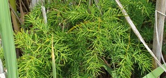 Asparagus umbellatus subsp. lowei image