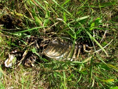 Pusa hispida hispida