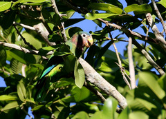 Amazona collaria