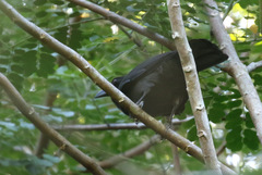 Corvus jamaicensis