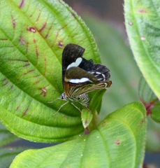 Erateina siliquata