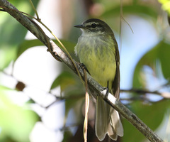 Myiopagis cotta