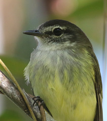 Myiopagis cotta