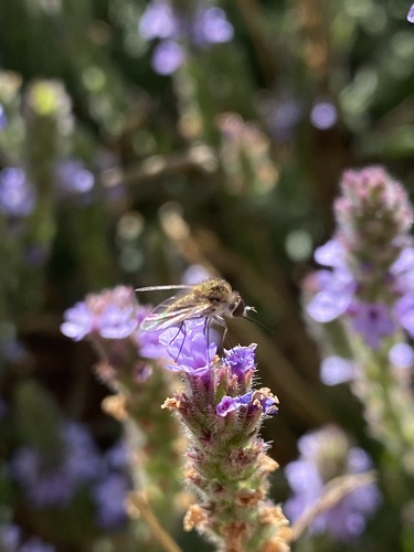 iNaturalist observation photo of Geron