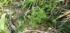 Asparagus umbellatus subsp. lowei image