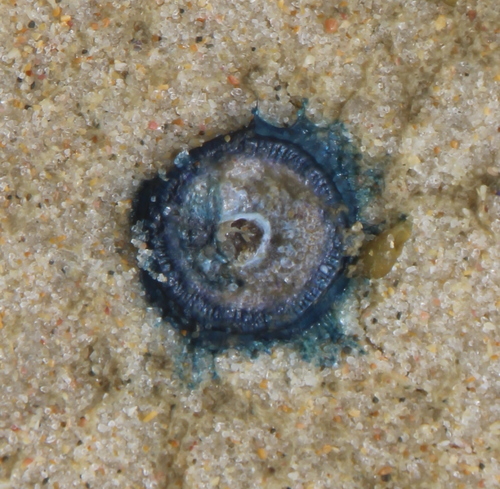 photo of Blue Button (Porpita porpita)