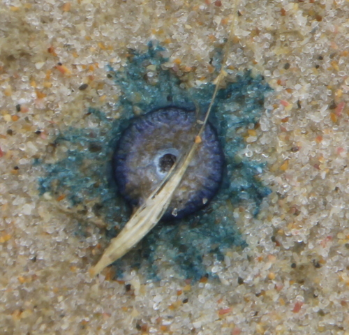 photo of Blue Button (Porpita porpita)