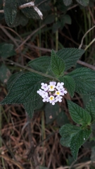 Lippia alba