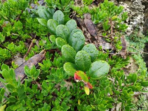 Xylosma orbiculata observed 2023-08-19