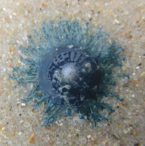 photo of Blue Button (Porpita porpita)