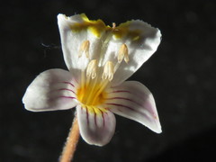 Euphrasia wettsteiniana