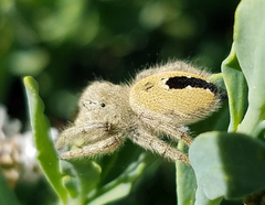 Phidippus ardens