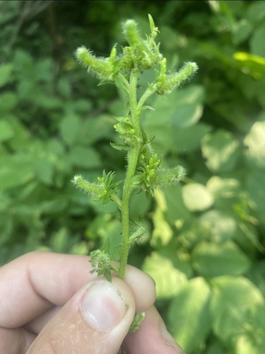 Downy Flower Gall Midge photo 4