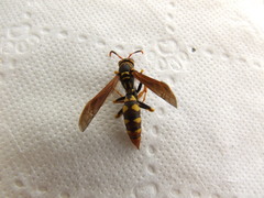 Polistes weyrauchorum