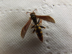 Polistes weyrauchorum