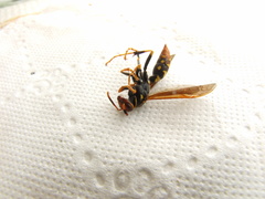 Polistes weyrauchorum