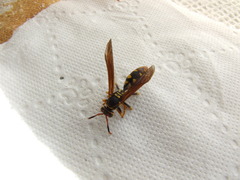 Polistes weyrauchorum