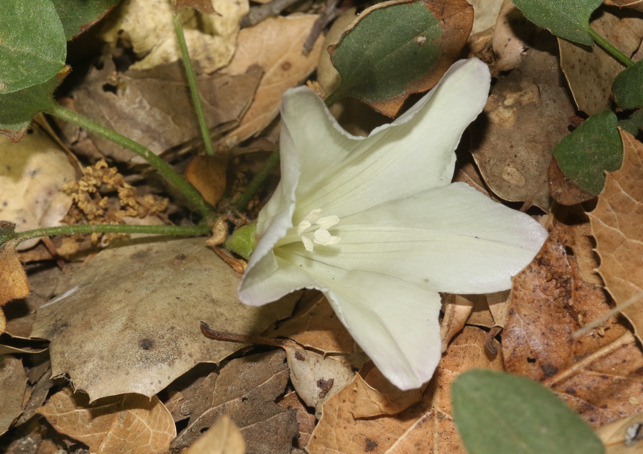 Calystegia subacaulis ssp. subacaulis