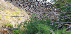 Asparagus umbellatus subsp. lowei image