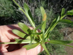 Plagiobothrys collinus