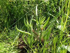 Dudleya multicaulis