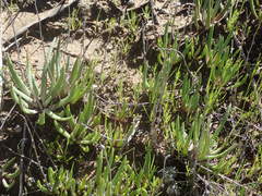 Dudleya multicaulis