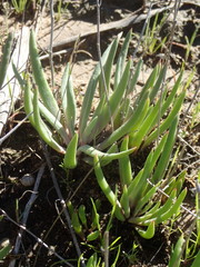 Dudleya multicaulis