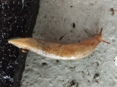 Deroceras reticulatum