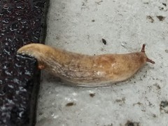 Deroceras reticulatum