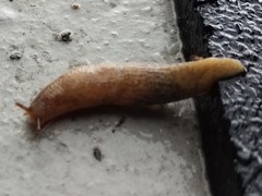 Deroceras reticulatum