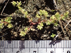 Crassula aquatica