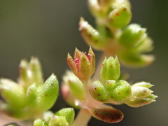 Crassula aquatica