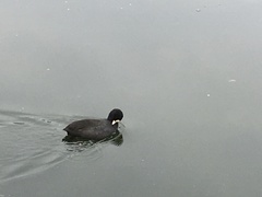 Fulica atra