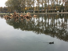 Fulica atra