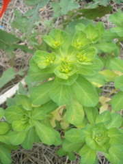 Euphorbia helioscopia