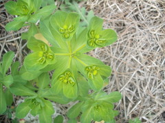 Euphorbia helioscopia