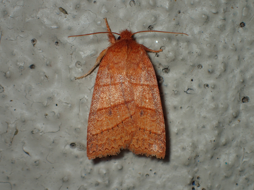 Pettit's Sallow photo 5