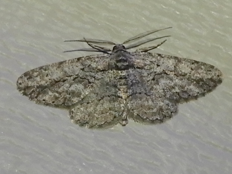 Common Gray from Georgia, VT, USA on August 16, 2023 at 10:58 PM by ...